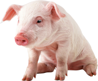 Pig PNG Free Download 2