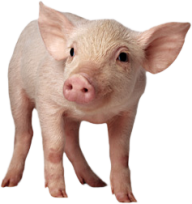 Pig PNG Free Download 20