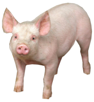 Pig PNG Free Download 21
