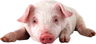 Pig PNG Free Download 23