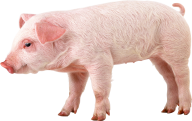 Pig PNG Free Download 24