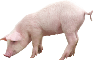 Pig PNG Free Download 25