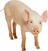 Pig PNG Free Download 26