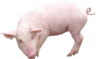 Pig PNG Free Download 3