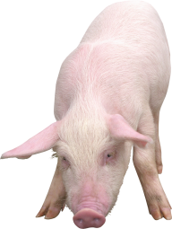 Pig PNG Free Download 4