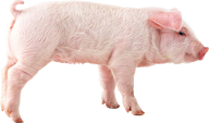 Pig PNG Free Download 5