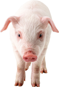 Pig PNG Free Download 6