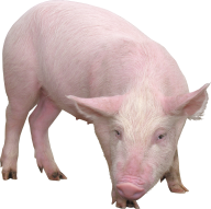 Pig PNG Free Download 7