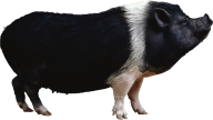 Pig PNG Free Download 8