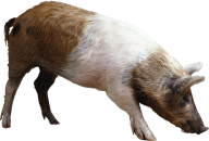 Pig PNG Free Download 9