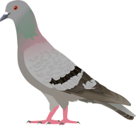 Pigeon PNG Free Download 10