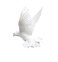 Pigeon PNG Free Download 12