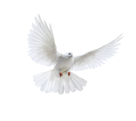 Pigeon PNG Free Download 13