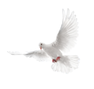 Pigeon PNG Free Download 14