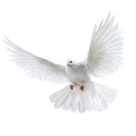 Pigeon PNG Free Download 15