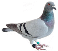 Pigeon PNG Free Download 19