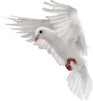 Pigeon PNG Free Download 2