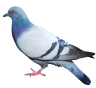 Pigeon PNG Free Download 20