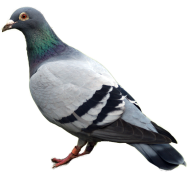 Pigeon PNG Free Download 22