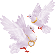 Pigeon PNG Free Download 23