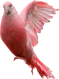 Pigeon PNG Free Download 3