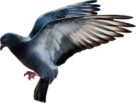 Pigeon PNG Free Download 4