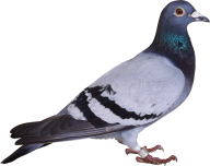 Pigeon PNG Free Download 5