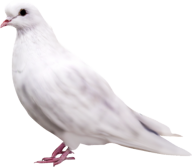 Pigeon PNG Free Download 6