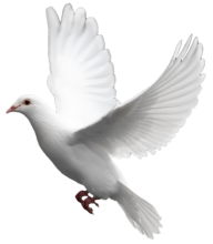 Pigeon PNG Free Download 8