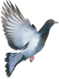 Pigeon PNG Free Download 9