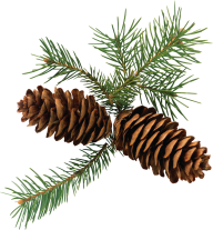Pine Cone 3d Png Image