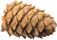 Pine Cone Clipart Image