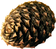 Pine Cone Dried Png