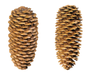 Pine Cone Free Png Doownload