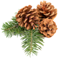 Pine Cone Icon Png Free