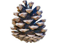 Pine Cone Icon