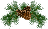 Pine Cone Illustrator Png
