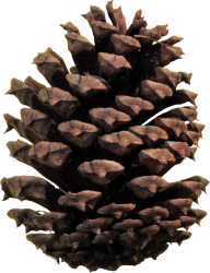 Pine Cone Png Clipart