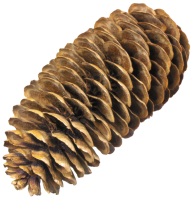 Pine Cone Png Download Free