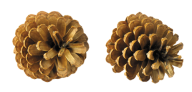 Pine Cone Png Download