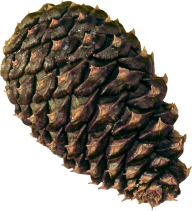 Pine Cone Png Free