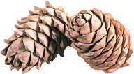 Pine Cone Png