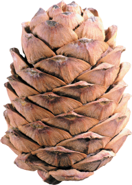 Pine Cone