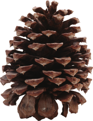 Pine