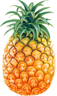 Pineapple PNG Free Download 17
