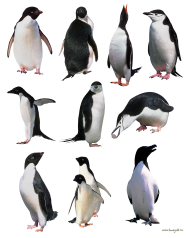 Pinguin PNG Free Download 1