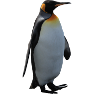 Pinguin PNG Free Download 12