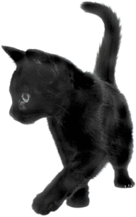 Playing Black Cat