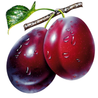 Plum PNG Free Download 23