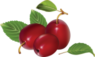 Plum PNG Free Download 3